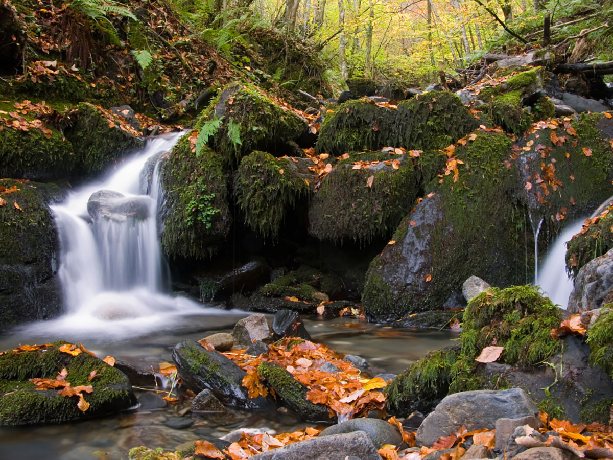 Pandiel.la (La Fuente)